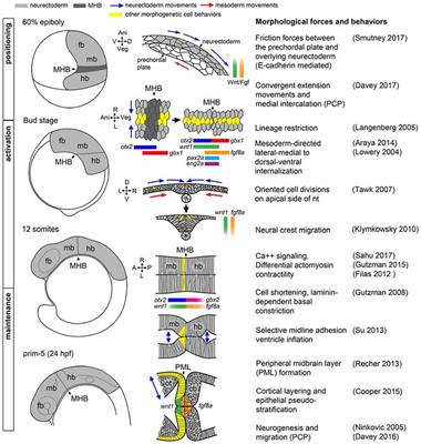 Midbrain-Hindbrain Boundary Morphogenesis: At the Intersection of Wnt and Fgf Signaling